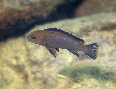 Chindongo sp. 'elongatus brown' Chimwalani Reef